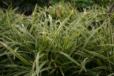 Carex dolichostachya 'Kaga-nishiki' RCP4-10 111.jpg